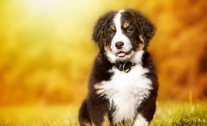 狗可以每天吃雞蛋嗎