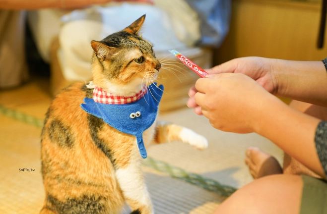 台北帶貓咪去的地方