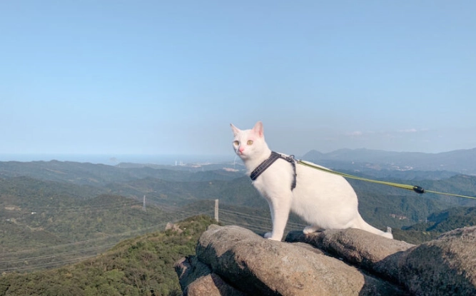 貓咪友善景點台北