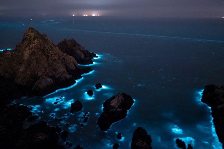 藍眼淚 室內觀賞