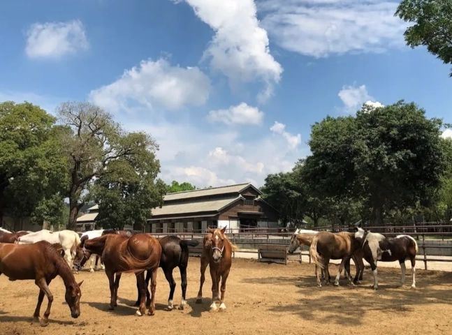 台中火車一日遊