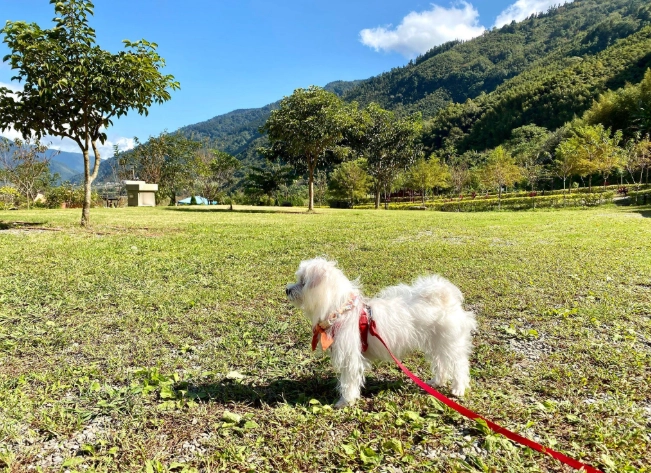 阿里山 寵物友善