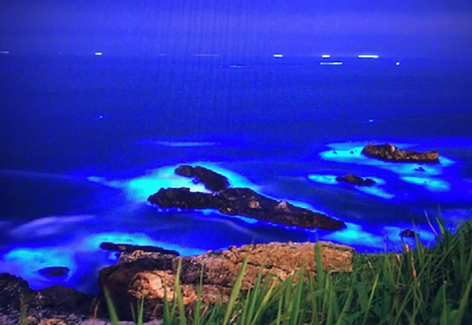 藍眼淚 室內觀賞