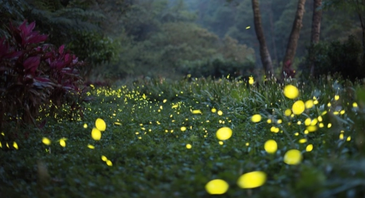 螢火蟲新店景點