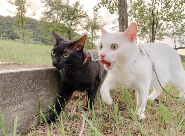 寵物友善餐廳台北