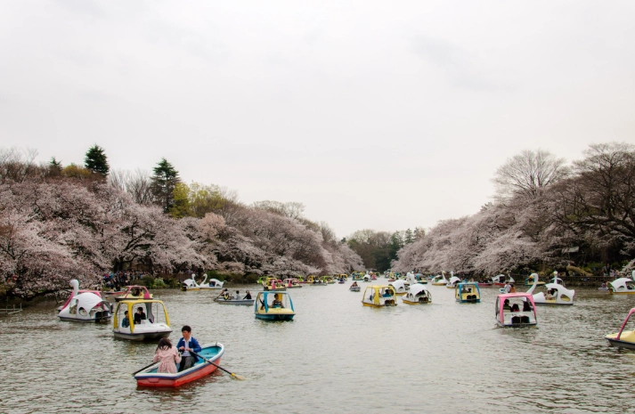 上野公園 櫻花季