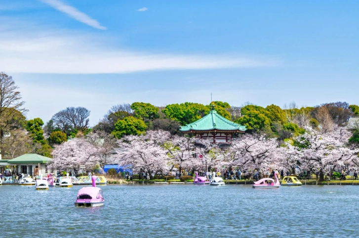 上野公園 櫻花季