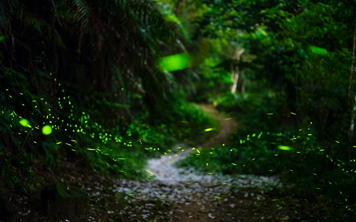 螢火蟲新店景點