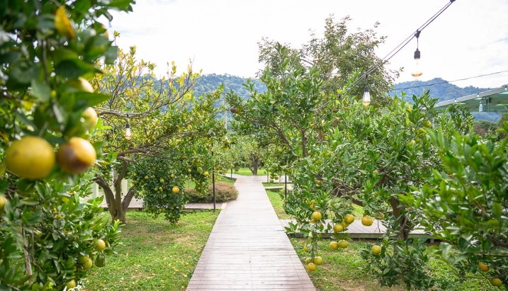 橙香森林 交通 橙香森林 交通