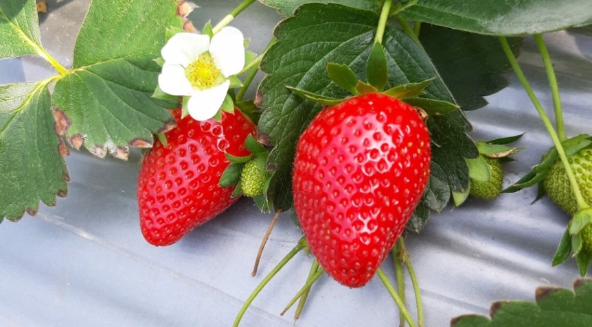 大湖景點推薦 大湖景點推薦