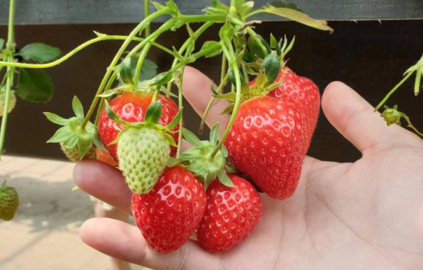 大湖美食 大湖美食