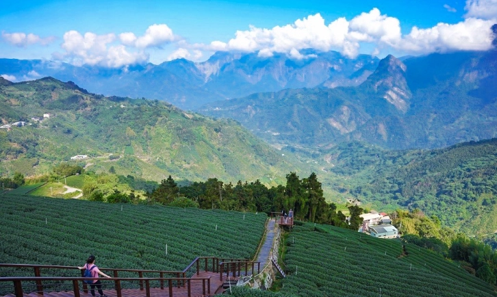 阿里山 寵物友善