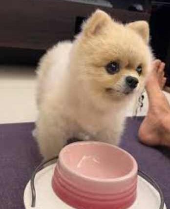 狗 狗 心臟病 限 水