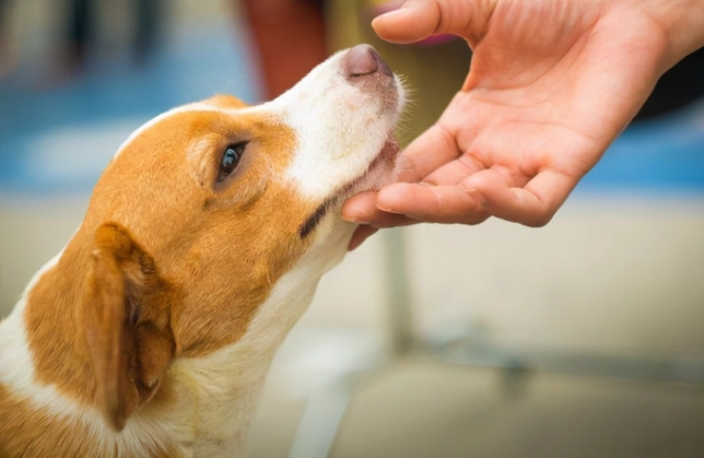 狗狗喜歡被摸哪