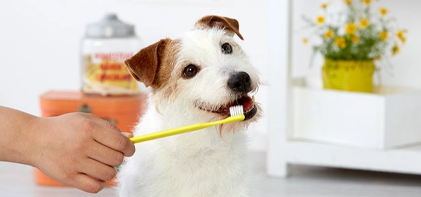 狗狗無麻醉洗牙