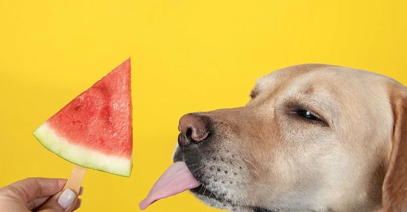 狗能吃蜜瓜嗎