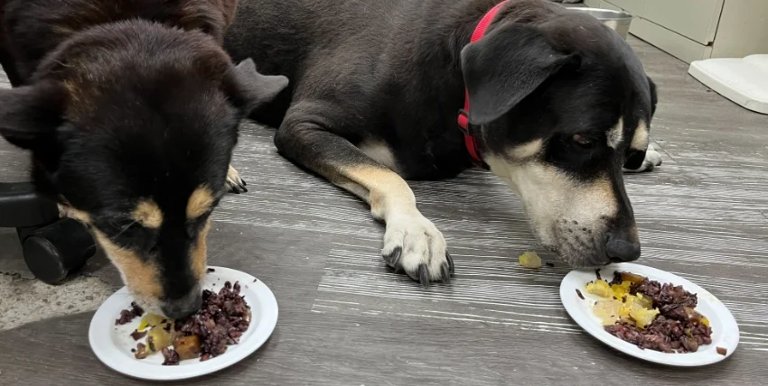 狗可以吃糯米嗎