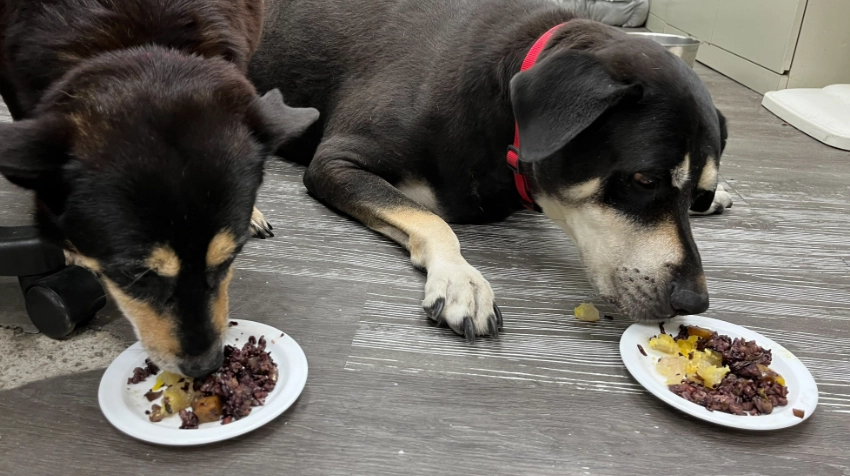 狗可以吃糯米嗎？獸醫解析風險、安全餵食與常見疑問