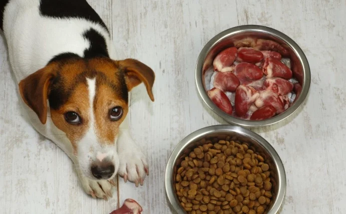 狗狗可以吃內臟嗎