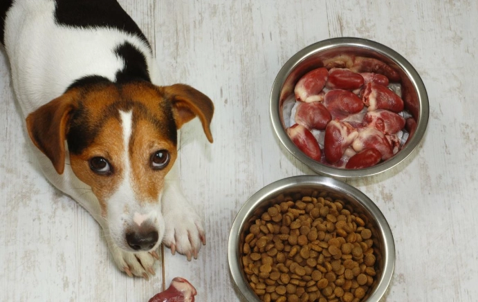 狗狗可以吃內臟嗎？專家解析優缺點與安全餵食指南