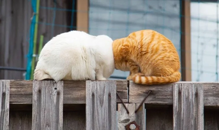 寵特寶養氣副作用