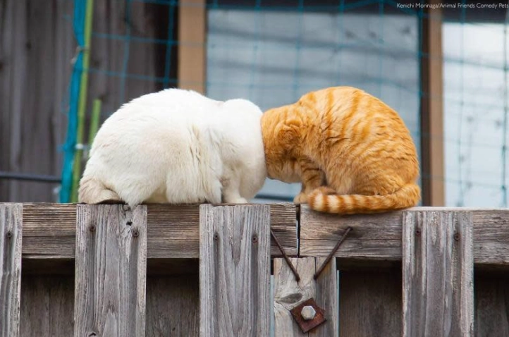 寵特寶養氣副作用全解析：安全使用指南與常見風險問答