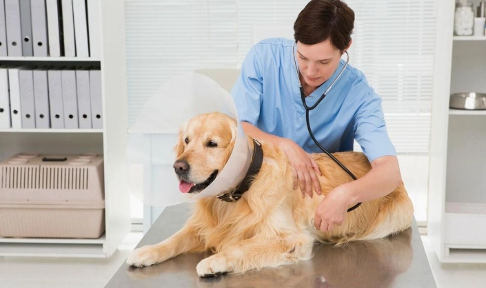 狗眼睛周圍紅腫