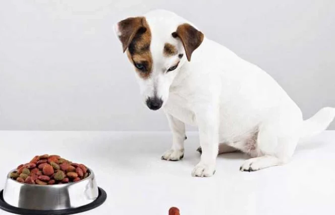 狗狗可以吃紅棗嗎