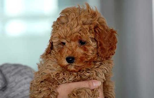 老狗前庭症候群