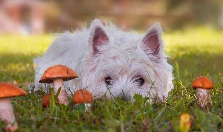 狗狗库欣氏症会好吗