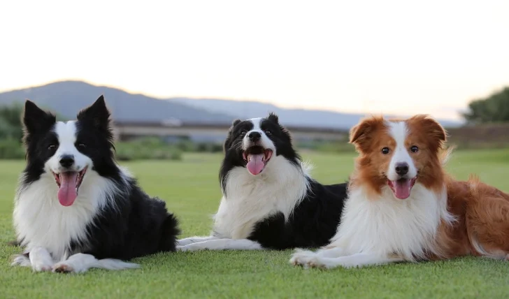 邊境牧羊犬個性