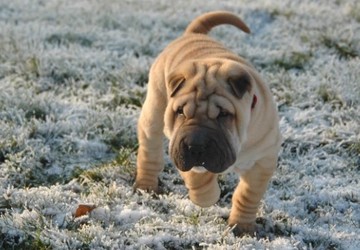 狗開胃藥副作用