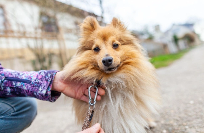 狗狗一直吐白色泡沫怎麼辦？獸醫解析原因、緊急處理與預防方法