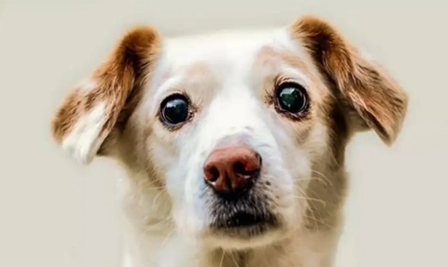 狗狗血尿沒食慾