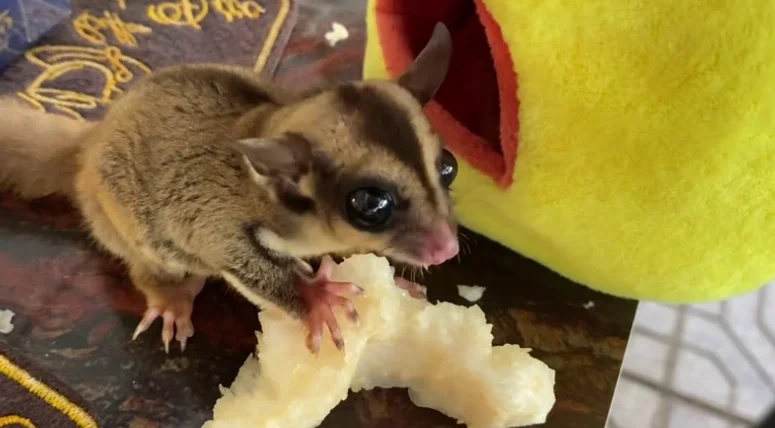 蜜袋鼯吃什么虫