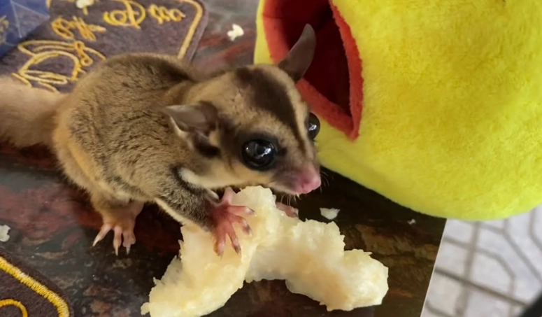 蜜袋鼯吃什么虫？寵物主人必讀的完整餵養指南與蟲類清單