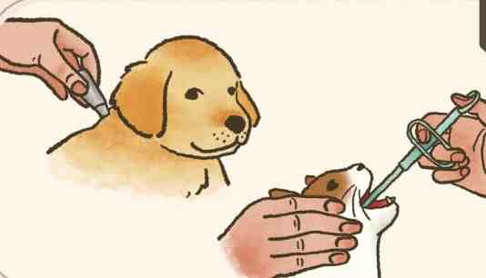 寵物驅蟲藥推薦