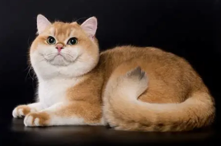 貓血便寄生蟲全解析：症狀、治療與預防指南