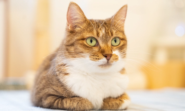 貓蛔蟲傳染人：風險、症狀、預防與治療全指南