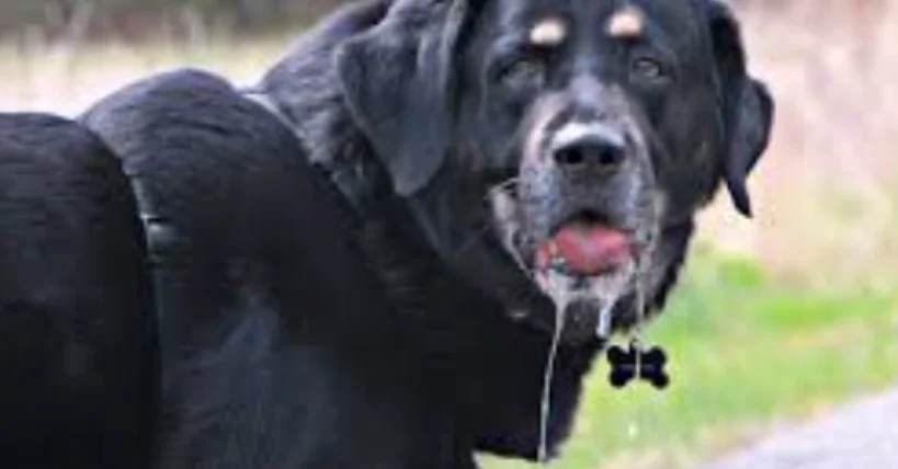 狗狗睡覺流口水