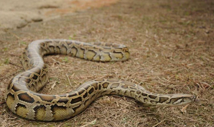 修正指定公告禁止飼養輸入動物種類