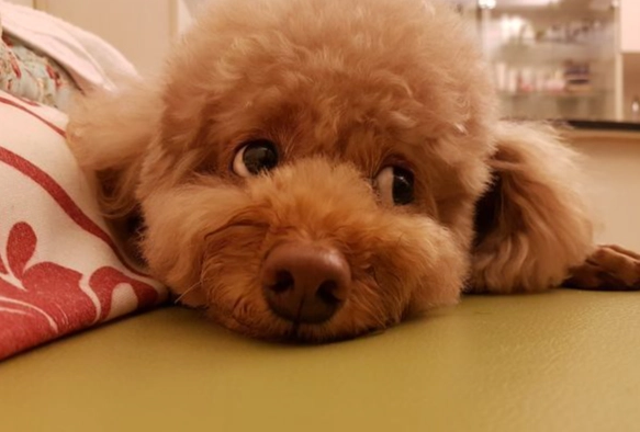 狗可以吃蝦餅嗎