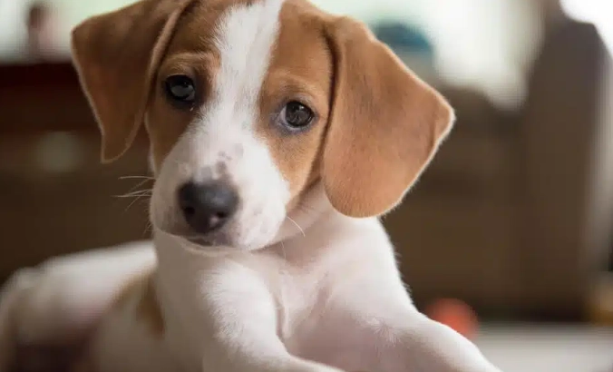 養臘腸狗注意事項