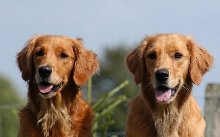狗狗刷牙神器終極指南：解決毛孩口腔問題的實用選擇與技巧