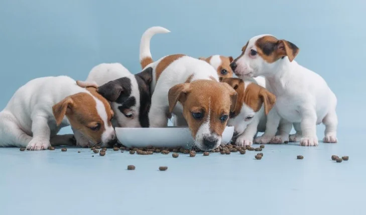 三個月幼犬食量