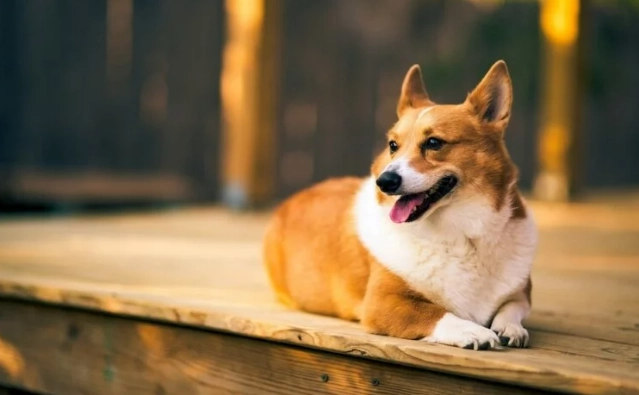 毛孩時代益生菌