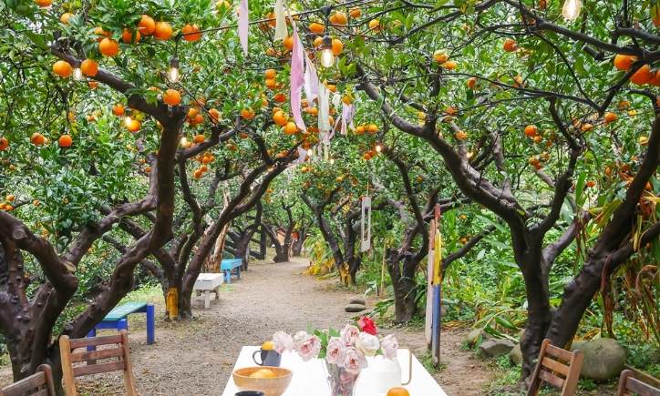 柑橘採果