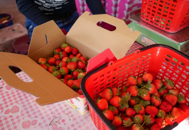 苗栗草莓園推薦