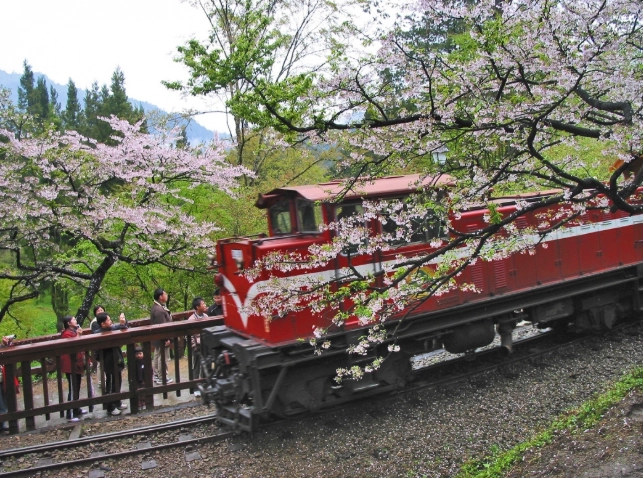 阿里山行程規劃