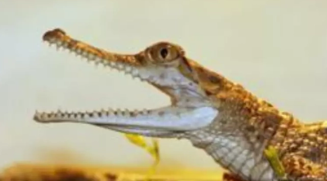 台灣製廚房工具